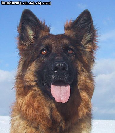 Deutscher Schäferhund Brauner langhaariger Schlag Hunde Foto 9995 Deutscher Schäferhund Brauner langhaariger Schlag Kimberly vom Hause Asko