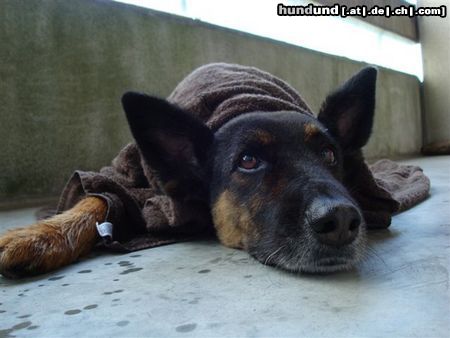 Deutscher Schäferhund Brauner langhaariger Schlag Chicca 11 J. Zürich