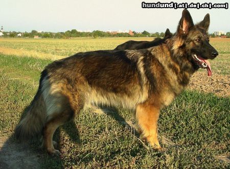 Deutscher Schäferhund Brauner langhaariger Schlag Hunde Foto 12114 Deutscher Schäferhund Brauner langhaariger Schlag Weena Altdeutsche Schäferhündin