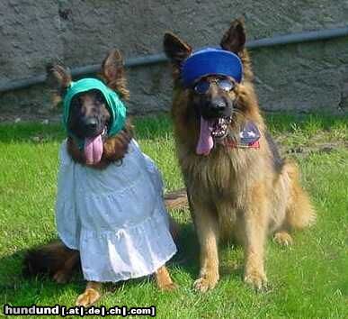 Deutscher Schäferhund Brauner langhaariger Schlag Hunde Foto 7353 Deutscher Schäferhund Brauner langhaariger Schlag Das Traumpaar Zaskia und Gustl im Jahre 2003