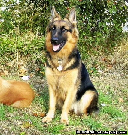 Deutscher Schäferhund Brauner langhaariger Schlag Hunde Foto 5946 Deutscher Schäferhund Brauner langhaariger Schlag Altdeutsche Hündin im Alter von 8 Monaten