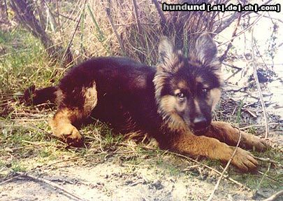 Deutscher Schäferhund Brauner langhaariger Schlag Wollen wir spielen?
