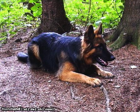 Deutscher Schäferhund Brauner langhaariger Schlag Hunde Foto 5836 Deutscher Schäferhund Brauner langhaariger Schlag Wollen wir Spielen? 5 mon später