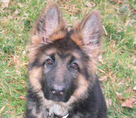 Deutscher Schäferhund Brauner langhaariger Schlag so klein und schon soooooo ...