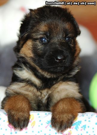 Deutscher Schäferhund Brauner langhaariger Schlag Hunde Foto 23636 in höherer Auflösung ansehen Deutscher Schäferhund Brauner langhaariger Schlag DSH 3 Wochen alt