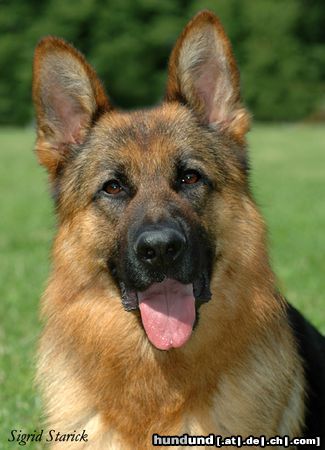 Deutscher Schäferhund Brauner langhaariger Schlag Hunde Foto 23635 in höherer Auflösung ansehen Deutscher Schäferhund Brauner langhaariger Schlag DSH-Porträt