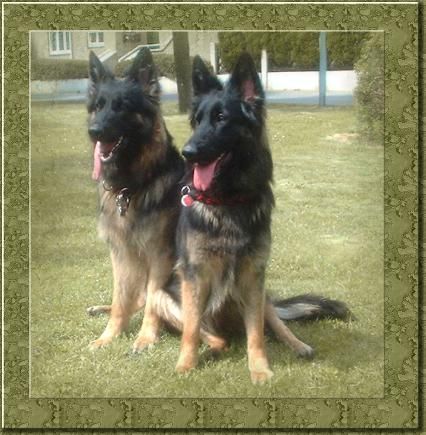 Deutscher Schäferhund Brauner langhaariger Schlag Hunde Foto 1162 Deutscher Schäferhund Brauner langhaariger Schlag Dolly(Dana) und Halina of Black Magic