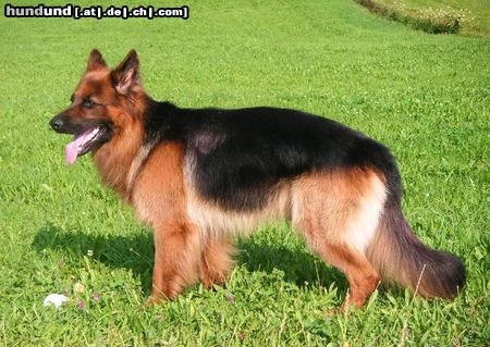 Deutscher Schäferhund Brauner langhaariger Schlag Hunde Foto 13806 Deutscher Schäferhund Brauner langhaariger Schlag Ich bin *Pascha von der Hallertau* Deckrüde, liebe die Sonne und den Sport. Frauchen ist stolz auf mich, sagt sie.