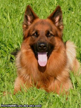 Deutscher Schäferhund Brauner langhaariger Schlag Hunde Foto 13805 Deutscher Schäferhund Brauner langhaariger Schlag Ich bin *Pascha von der Hallertau* Deckrüde, liebe die Sonne und den Sport. Frauchen ist stolz auf mich, sagt sie.