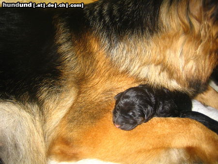 Deutscher Schäferhund Brauner langhaariger Schlag Hunde Foto 26431 Deutscher Schäferhund Brauner langhaariger Schlag Face Welpe, es ist so schön bei meiner Mama, hab sie lieb