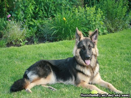 Deutscher Schäferhund Brauner langhaariger Schlag Diva vom Friesenherz