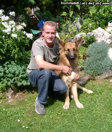 Deutscher Schäferhund Brauner langhaariger Schlag Hunde Foto 8045 Deutscher Schäferhund Brauner langhaariger Schlag Ein starkes Team