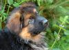 Deutscher Schäferhund Brauner langhaariger Schlag Hund