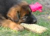 Deutscher Schäferhund Brauner langhaariger Schlag Hund