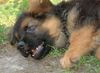 Deutscher Schäferhund Brauner langhaariger Schlag Hund