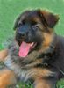 Deutscher Schäferhund Brauner langhaariger Schlag Hund
