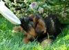 Deutscher Schäferhund Brauner langhaariger Schlag Hund