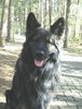 Deutscher Schäferhund Brauner langhaariger Schlag Hund