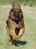 Deutscher Schäferhund Brauner langhaariger Schlag Hund