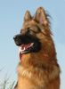 Deutscher Schäferhund Brauner langhaariger Schlag Hund