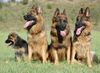 Deutscher Schäferhund Brauner langhaariger Schlag Hund