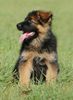 Deutscher Schäferhund Brauner langhaariger Schlag Foto: Aaron - 10 Wochen alt (ID 14823) Deutscher Schäferhund Brauner langhaariger Schlag Hund