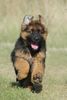 Deutscher Schäferhund Brauner langhaariger Schlag Foto: 10 Wochen alter Langhaar-DSH Aaron (ID 14851) Deutscher Schäferhund Brauner langhaariger Schlag Hund