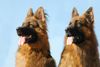 Deutscher Schäferhund Brauner langhaariger Schlag Hund