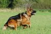 Deutscher Schäferhund Brauner langhaariger Schlag Hund