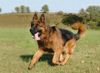 Deutscher Schäferhund Brauner langhaariger Schlag Hund