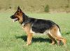 Deutscher Schäferhund Brauner langhaariger Schlag Hund