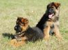 Deutscher Schäferhund Brauner langhaariger Schlag Hund