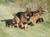 Deutscher Schäferhund Brauner langhaariger Schlag Hund