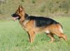 Deutscher Schäferhund Brauner langhaariger Schlag Hund