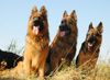 Deutscher Schäferhund Brauner langhaariger Schlag Hund