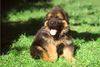 Deutscher Schäferhund Brauner langhaariger Schlag Hund