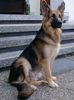 Deutscher Schäferhund Brauner langhaariger Schlag Foto: HI! Ich bin Rex, komm ich jetzt ins Fernsehen.. (ID 8042) Deutscher Schäferhund Brauner langhaariger Schlag Hund
