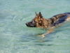 Deutscher Schäferhund Brauner langhaariger Schlag Hund