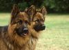 Deutscher Schäferhund Brauner langhaariger Schlag Foto: Langhaarige Deutsche Schäferhunde (ID 12716) Deutscher Schäferhund Brauner langhaariger Schlag Hund