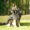 Deutscher Schäferhund Brauner langhaariger Schlag Hund