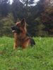 Deutscher Schäferhund Brauner langhaariger Schlag Hund