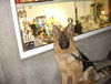Deutscher Schäferhund Brauner langhaariger Schlag Foto: Diva beim shoppen ;-) (ID 29182) Deutscher Schäferhund Brauner langhaariger Schlag Hund