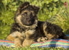 Deutscher Schäferhund Brauner langhaariger Schlag Hund