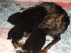 Deutscher Schäferhund Brauner langhaariger Schlag Foto: Burberry mit Ihren Jungen (8 Wochen) verkauft (ID 25705) Deutscher Schäferhund Brauner langhaariger Schlag Hund