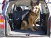 Deutscher Schäferhund Brauner langhaariger Schlag Foto: Rex (und Ladrador Frederik): TAXI !!! (ID 8183) Deutscher Schäferhund Brauner langhaariger Schlag Hund