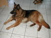 Deutscher Schäferhund Brauner langhaariger Schlag Foto: Mac der stolze Vater der Jungen vom 6.11.05 (ID 26482) Deutscher Schäferhund Brauner langhaariger Schlag Hund