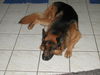 Deutscher Schäferhund Brauner langhaariger Schlag Foto: Mac (ID 26484) Deutscher Schäferhund Brauner langhaariger Schlag Hund