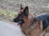 Deutscher Schäferhund Brauner langhaariger Schlag Foto: Mac (ID 26485) Deutscher Schäferhund Brauner langhaariger Schlag Hund