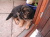 Deutscher Schäferhund Brauner langhaariger Schlag Foto: Kandy's Baby (ID 26486) Deutscher Schäferhund Brauner langhaariger Schlag Hund