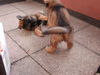 Deutscher Schäferhund Brauner langhaariger Schlag Foto: Kandy' Babies (ID 26488) Deutscher Schäferhund Brauner langhaariger Schlag Hund